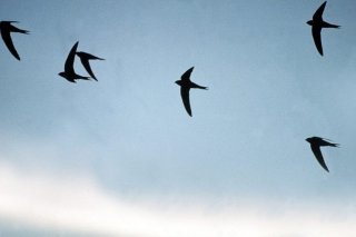 Le martinet noir figure parmi les oiseaux les plus fréquemment recensés dans les jardins suisses (archives). KEYSTONE/SCHWEIZER VOGELSCHUTZ BIRDLIFE/HANDOUT